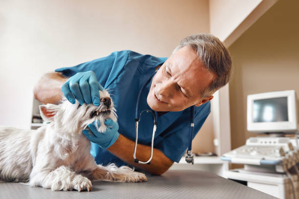 Best Emergency Tooth Extraction in Swepsonville, NC